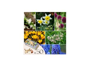 8721278902163 - Plant in a Box - Blumenzwiebeln für Insekten - Mischung mit 50 Stück - Winterhart & mehrjährig
