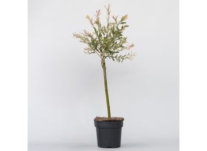 8721278902187 - Plant in a Box - Zierweide - Salix integra Flamingo - Höhe 60-80cm - Topf 17cm