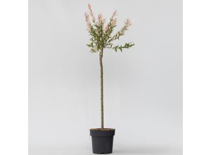 8721278902194 - Plant in a Box - Zierweide - Salix integra Flamingo - Höhe 90-110cm - Topf 19cm