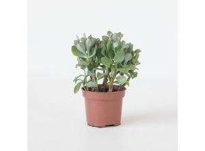 8721278902200 - Plant in a Box - Jadepflanze - Crassula arborescens Curly - Höhe 15-25 cm - Topf 12 cm