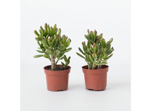 8721278902231 - Plant in a Box - Pfennigbaum - 2er Set - Crassula ovata Gollum - Höhe 15-25 cm - Topf 12 cm