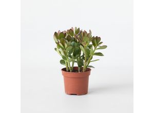8721278902262 - Plant in a Box - Jade-Pflanze - Crassula ovata - Höhe 15-25cm - ø12cm