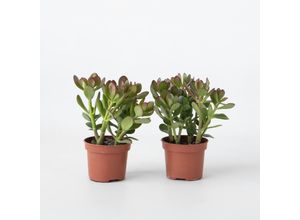 8721278902279 - Plant in a Box - Jade-Pflanze - 2er Set - Crassula ovata - Höhe 15-25cm - ø12cm 8721278902279 - Plant in a Box - Jade-Pflanze - 2er Set - Crassula ovata - Höhe 15-25cm - ø12cm