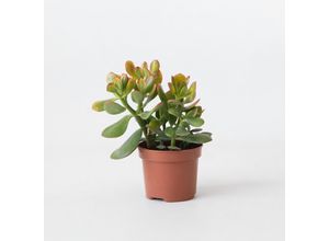 8721278902286 - Plant in a Box - Jadepflanze - Crassula ovata Sunset - Höhe 15-20cm - Topf 12cm 8721278902286 - Plant in a Box - Jadepflanze - Crassula ovata Sunset - Höhe 15-20cm - Topf 12cm