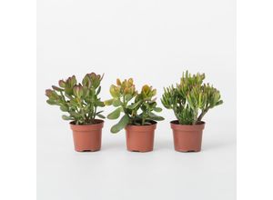 8721278902316 - Plant in a Box - Geldbaum - 3er-Set - Crassula Minor Hobbit Sunset - Höhe 10-25 cm - ø12 cm