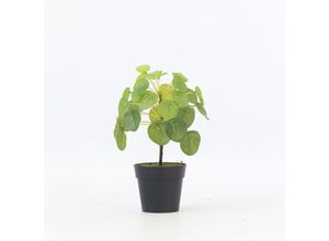 8721278902408 - Plant in a Box - Künstliche Pilea Peperomioides – Höhe 25cm