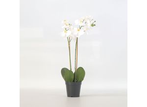 8721278902446 - Plant in a Box - Künstliche Phalaenopsis-Orchidee – Höhe 55cm