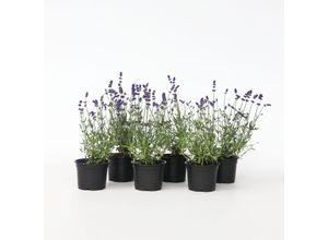 8721278917501 - Plant in a Box - Lavendelpflanzen - 6 Stk - Lavandula angustifolia - Höhe 10-15cm - Topf 11cm