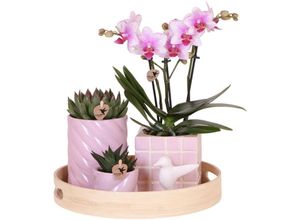 8785279223672 - Kolibri Company Geschenkset Bunter Optimismus mit Rosa Phalaenopsis Orchidee und Sukkulenten inkl Keramischen Ziertöpfen 8785279223672 - Kolibri Company Geschenkset Bunter Optimismus mit Rosa Phalaenopsis Orchidee und Sukkulenten inkl Keramischen Ziertöpfen
