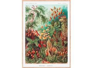 9010585284246 - Bild Image ca 50x70cm