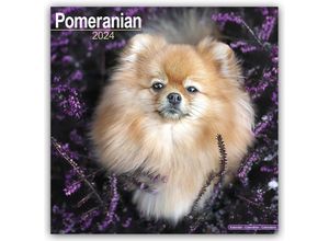 9781804600795 - Pomeranians - Zwergspitze 2024 - 16-Monatskalender