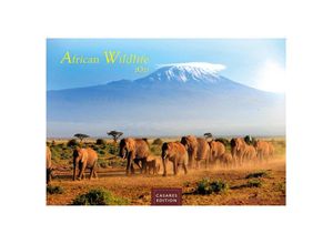 9781835240519 - African Wildlife 2025 S 24x35 cm