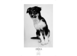 9781835241431 - Dogs 2025 S 29x21cm