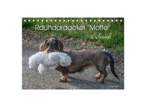 9783383055539 - Rauhaardackel Motte & Friends (Tischkalender 2024 DIN A5 quer) CALVENDO Monatskalender