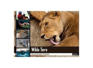 9783383179020 - Wilde Tiere - Die schönsten Portraits (Wandkalender 2024 DIN A3 quer) CALVENDO Monatskalender