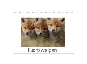 9783383306228 - Fuchswelpen (Tischkalender 2024 DIN A5 quer) CALVENDO Monatskalender