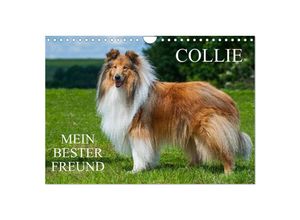 9783383357725 - Collie - Mein bester Freund (Wandkalender 2024 DIN A4 quer) CALVENDO Monatskalender