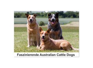 9783383497568 - Faszinierende Australian Cattle Dogs (Wandkalender 2024 DIN A3 quer) CALVENDO Monatskalender