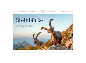 9783383868474 - Steinböcke - Die Könige der Alpen (Wandkalender 2025 DIN A4 quer) CALVENDO Monatskalender