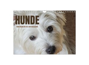 9783383868894 - Hunde - vom Mischling bis zum Rassehund (Wandkalender 2025 DIN A4 quer) CALVENDO Monatskalender