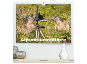 9783383877513 - Alpenmurmeltiere - Stars vor der Kamera (hochwertiger Premium Wandkalender 2025 DIN A2 quer) Kunstdruck in Hochglanz