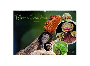 9783383884443 - Kleine Drachen - Echsen (Wandkalender 2025 DIN A2 quer) CALVENDO Monatskalender