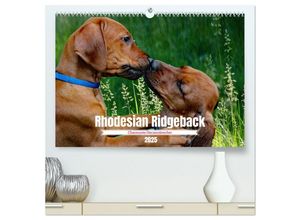 9783383889677 - Rhodesian Ridgeback Charmante Herzensbrecher (hochwertiger Premium Wandkalender 2025 DIN A2 quer) Kunstdruck in Hochglanz