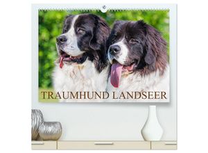 9783383894848 - Traumhund Landseer (hochwertiger Premium Wandkalender 2025 DIN A2 quer) Kunstdruck in Hochglanz