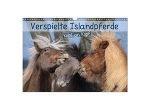 9783383899126 - Verspielte Islandpferde Kopf an Kopf (Wandkalender 2025 DIN A3 quer) CALVENDO Monatskalender