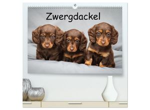 9783383903557 - Zwergdackel von Kadi (hochwertiger Premium Wandkalender 2025 DIN A2 quer) Kunstdruck in Hochglanz