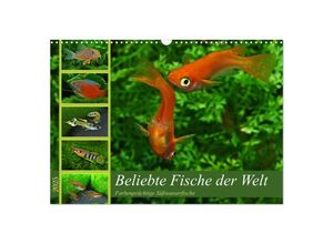 9783383905407 - Beliebte Fische der Welt (Wandkalender 2025 DIN A3 quer) CALVENDO Monatskalender