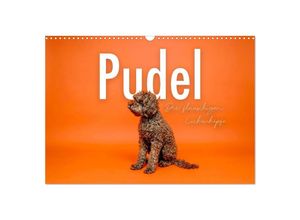 9783383929021 - Pudel - Die flauschigen Lockenköpfe (Wandkalender 2025 DIN A3 quer) CALVENDO Monatskalender