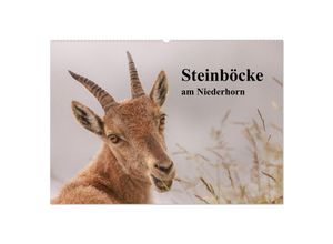 9783383935534 - Steinböcke am Niederhorn (Wandkalender 2025 DIN A2 quer) CALVENDO Monatskalender
