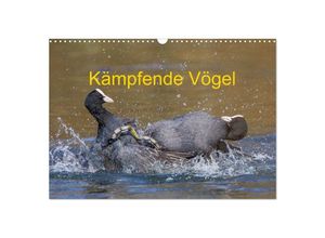 9783383935640 - Kämpfende Vögel (Wandkalender 2025 DIN A3 quer) CALVENDO Monatskalender