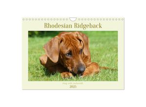 9783383937811 - Rhodesian Ridgeback - Jung wild zuckersüß (Wandkalender 2025 DIN A4 quer) CALVENDO Monatskalender