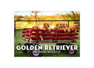 9783383941641 - Golden Retriever - Die treuen Begleiter (Wandkalender 2025 DIN A2 quer) CALVENDO Monatskalender