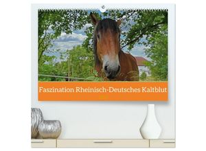 9783383942839 - Faszination Rheinisch-Deutsches Kaltblut (hochwertiger Premium Wandkalender 2025 DIN A2 quer) Kunstdruck in Hochglanz