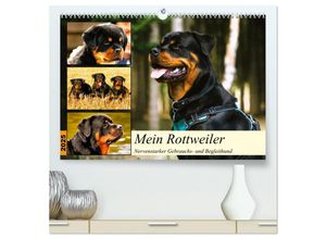 9783383944024 - Mein Rottweiler Nervenstarker Gebrauchs- und Begleithund (hochwertiger Premium Wandkalender 2025 DIN A2 quer) Kunstdruck in Hochglanz