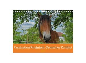 9783383946202 - Faszination Rheinisch-Deutsches Kaltblut (Wandkalender 2025 DIN A4 quer) CALVENDO Monatskalender