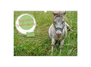 9783383946240 - Faszination Shetlandpony (Wandkalender 2025 DIN A3 quer) CALVENDO Monatskalender