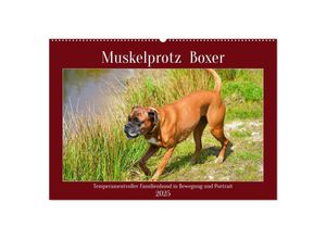 9783383946974 - Muskelprotz Boxer (Wandkalender 2025 DIN A2 quer) CALVENDO Monatskalender