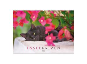 9783383947292 - Inselkatzen (Wandkalender 2025 DIN A2 quer) CALVENDO Monatskalender