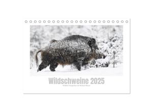 9783383947308 - Wildschweine - Wildlife Fotografien (Tischkalender 2025 DIN A5 quer) CALVENDO Monatskalender