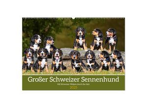 9783383952098 - Großer Schweizer Sennenhund - Mit Schweizer Welpen durch das Jahr (Wandkalender 2025 DIN A2 quer) CALVENDO Monatskalender