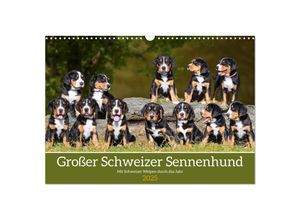 9783383952449 - Großer Schweizer Sennenhund - Mit Schweizer Welpen durch das Jahr (Wandkalender 2025 DIN A3 quer) CALVENDO Monatskalender