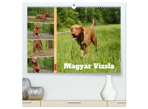 9783383953484 - Faszination Magyar Vizsla (hochwertiger Premium Wandkalender 2025 DIN A2 quer) Kunstdruck in Hochglanz