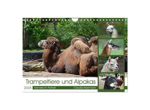 9783383954344 - Trampeltiere und Alpakas (Wandkalender 2025 DIN A4 quer) CALVENDO Monatskalender