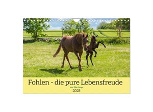 9783383959714 - Fohlen - die pure Lebensfreude (Wandkalender 2025 DIN A4 quer) CALVENDO Monatskalender