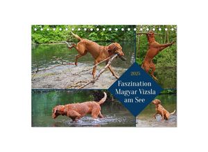 9783383961380 - Faszination Magyar Vizsla am See (Tischkalender 2025 DIN A5 quer) CALVENDO Monatskalender