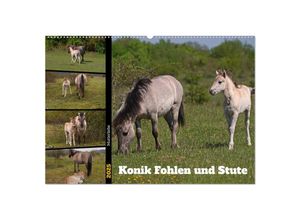 9783383961564 - Mutterliebe - Konik Fohlen und Stute (Wandkalender 2025 DIN A2 quer) CALVENDO Monatskalender